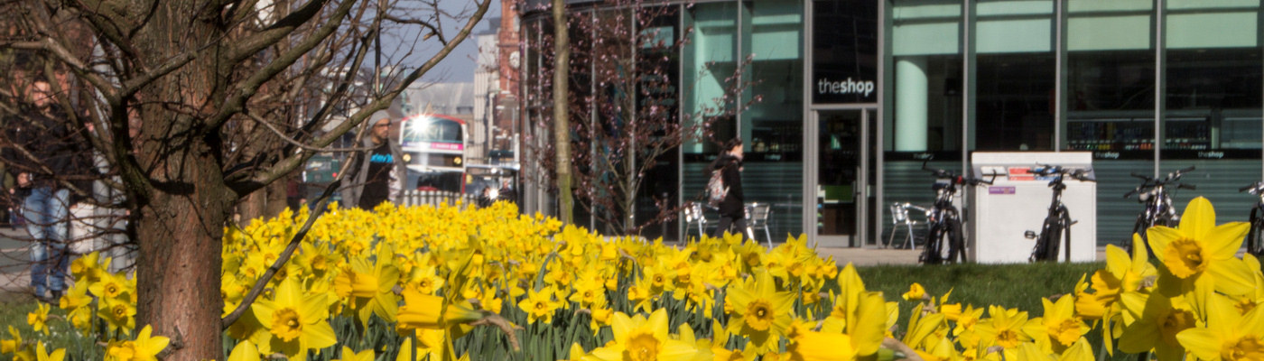 Daffodils, cycles and buses on Oxford Road